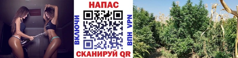 МАРИХУАНА SATIVA & INDICA  ссылка на мегу вход  Катайск  цена наркотик 